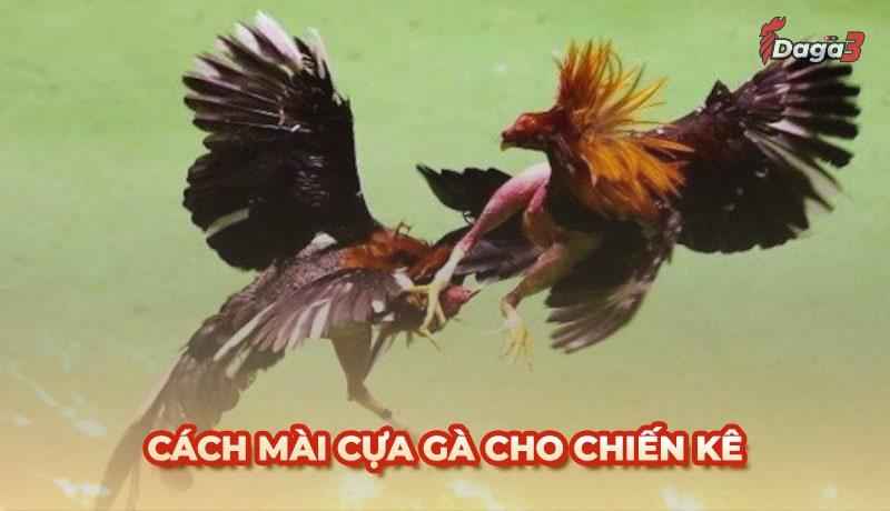 Hướng dẫn cách mài cựa gà cho chiến kê đơn giản mà hiệu quả